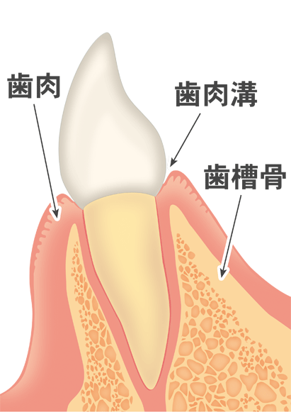 健康な歯ぐき